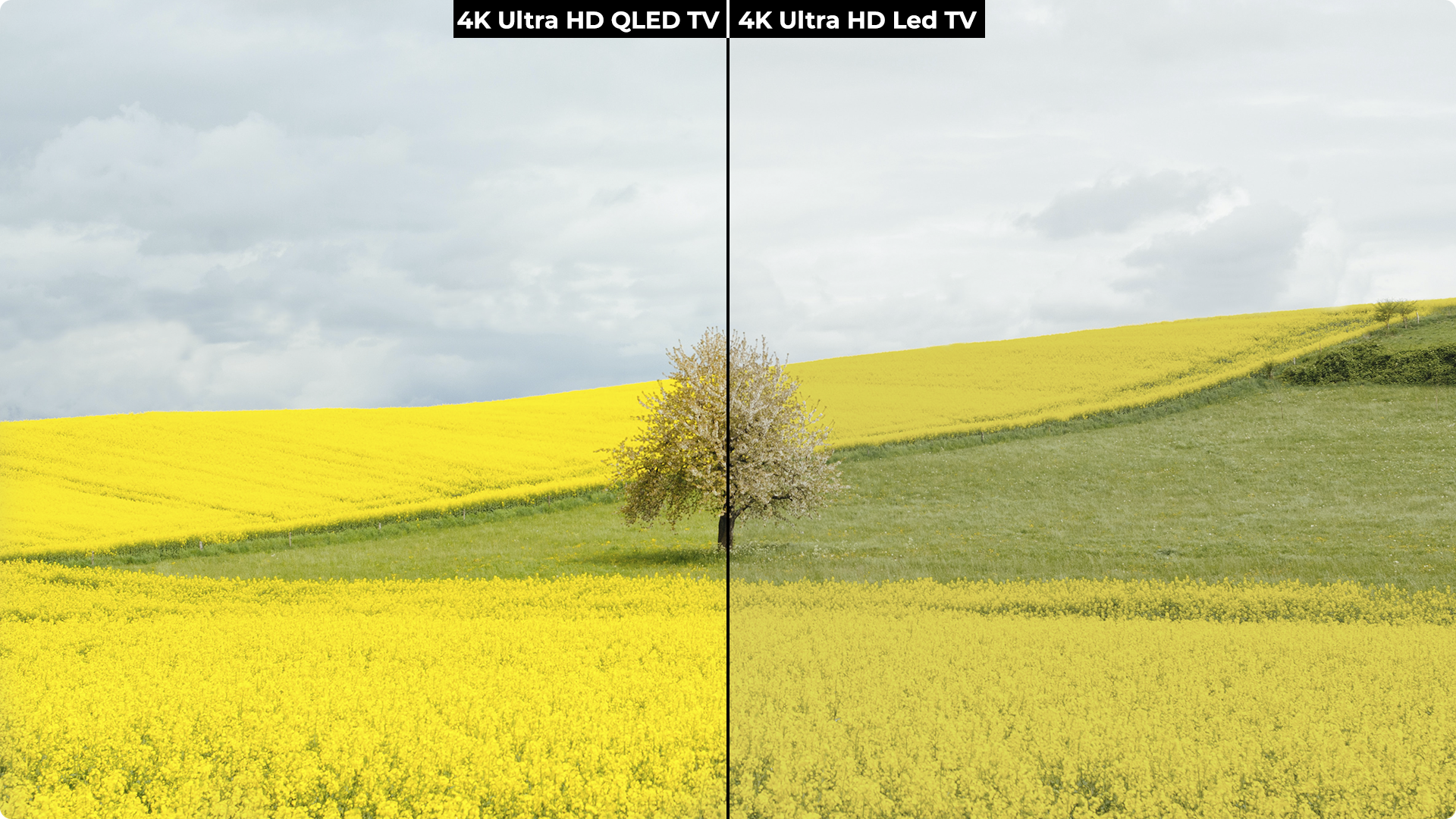 QLED ile Canlı Renkler ve Uzun Ömürlü Parlaklık